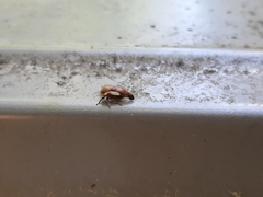 Ophiderma flavicephala