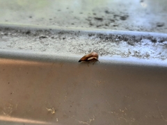 Ophiderma flavicephala