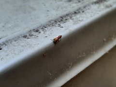 Ophiderma flavicephala