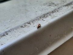 Ophiderma flavicephala