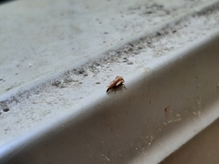 Ophiderma flavicephala