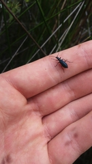 Selenopalpus cyaneus