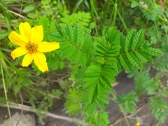 Tagetes zypaquirensis