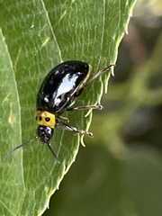 Morphosphaera japonica