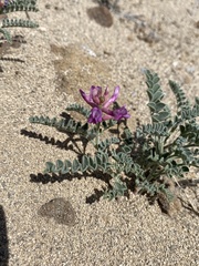 Astragalus camptopus