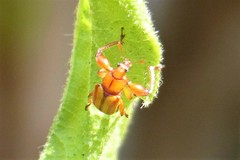 Paramecolabus