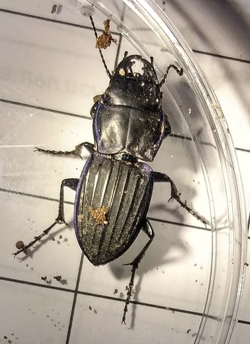 Blue-margined Ground Beetle