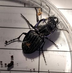 Pasimachus marginatus