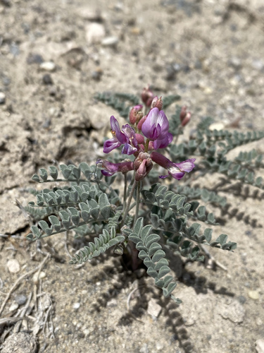 Bruneau milkvetch (Astragalus camptopus)