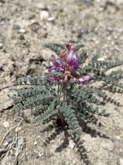 Astragalus camptopus