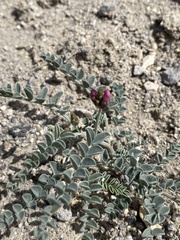 Astragalus camptopus