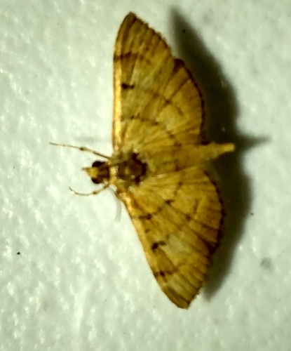 Bean-leaf Webworm Moth photo 2