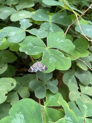 Trichodezia californiata