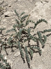 Astragalus camptopus