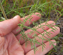 Lomatium triternatum brevifolium