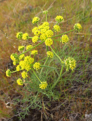 Lomatium triternatum brevifolium