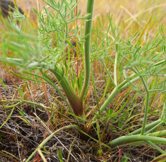 Lomatium triternatum brevifolium
