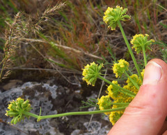 Lomatium triternatum brevifolium
