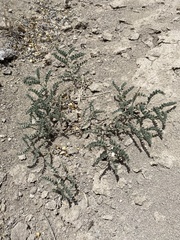 Astragalus camptopus