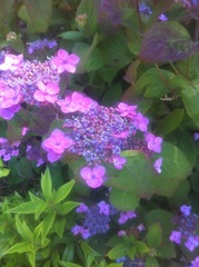 Hydrangea serrata