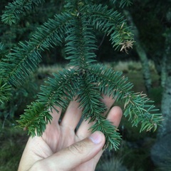 Abies hickelii