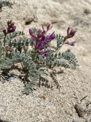 Astragalus camptopus