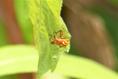 Paramecolabus