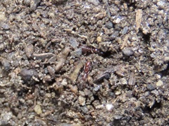 Ponera pennsylvanica