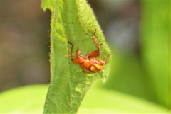 Paramecolabus