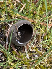 Urnula