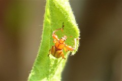 Paramecolabus