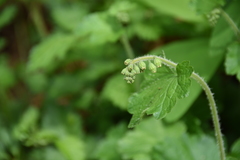 Tellima