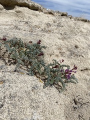 Astragalus camptopus