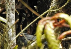 Diglossa caerulescens