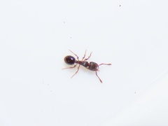 Myrmecina americana