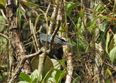 Diglossa caerulescens