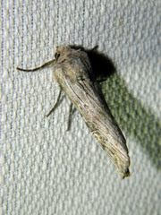 Lithomoia germana