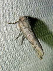 Lithomoia germana