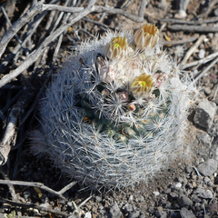 Escobaria dasyacantha