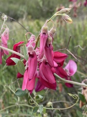 Lathyrus splendens