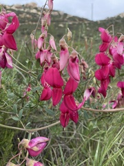 Lathyrus splendens