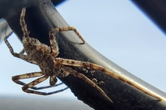 Philodromus dispar