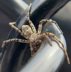 Philodromus dispar