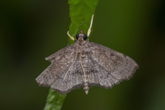 Protonoceras