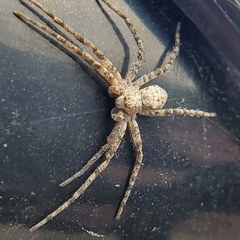 Philodromus dispar
