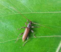 Ceresium zeylanicum