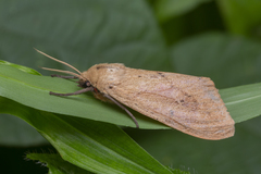 Spilosoma cervina