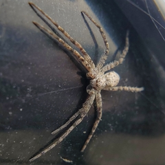 Philodromus dispar