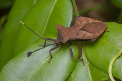 Dalader planiventris