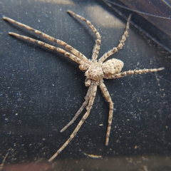 Philodromus dispar